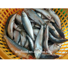Gefrorene Großhandel Sardine Meeresfrüchte Fisch